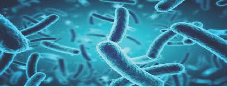 A digital image showing a close-up view of numerous rod-shaped bacteria in blue tones.