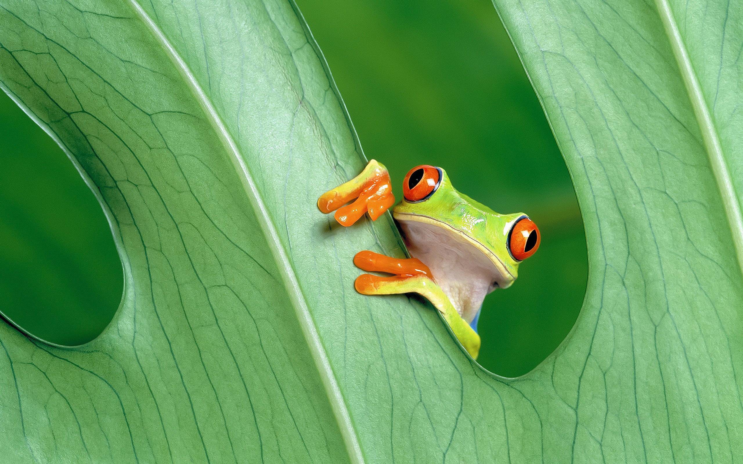 Photo by Ron Cogswell. This image is licensed under a Creative Commons Attribution 4.0 International License Image: small frog with red and black eyes peering through a monstera plant leaf