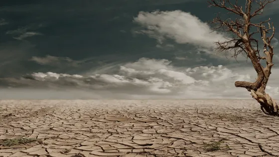 A dry, cracked desert landscape under cloudy skies with a single leafless tree.