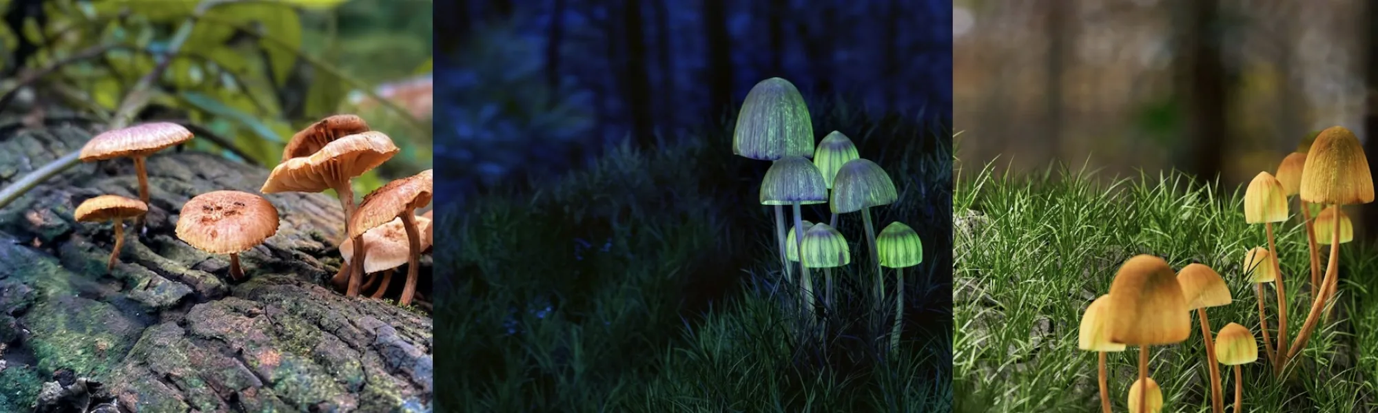 Photos of psychedlic drugs including mushrooms/psilocybin and MDMA pills