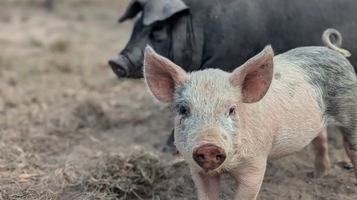 photo of a piglet and pig in background