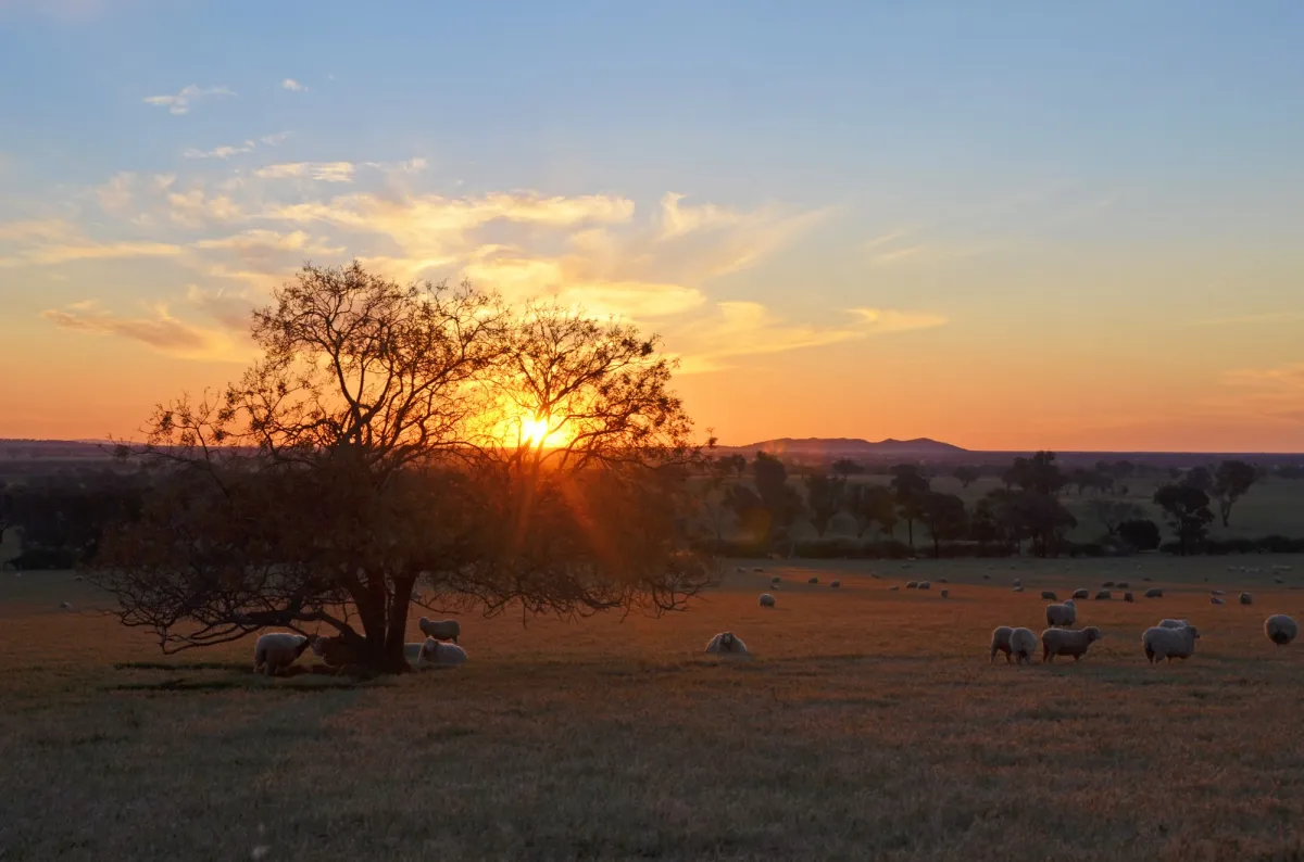 Young, NSW
