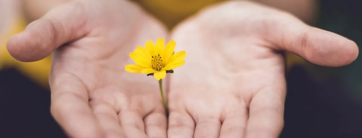 Two outstretched hands gently holding a small yellow flower.