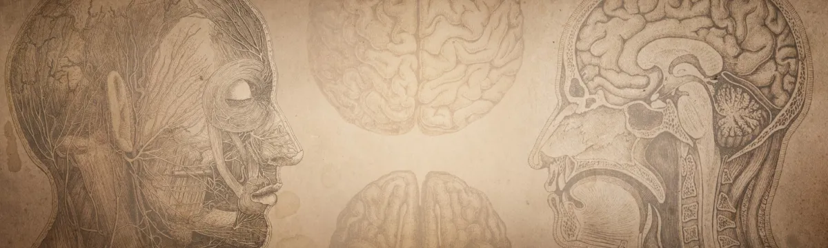 Anatomical image of the human brain creative background. The concept of history, education, science, medicine,. The history of the study of the brain.