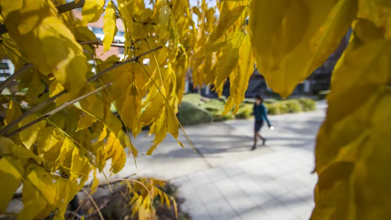 Autumn colours on the ANU campus.