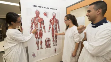 Muscular system diagram