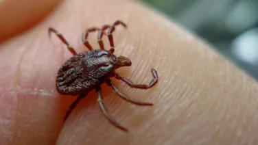 A tick found in Australia